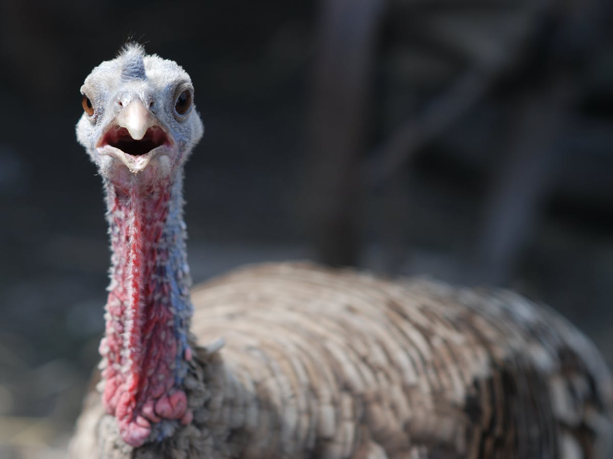 It’s a Thanksgiving miracle! We have the Turkeys!
